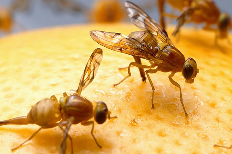 هشدار سازمان حفظ نباتات بر لزوم کنترل به‌موقع آفات کشاورزی