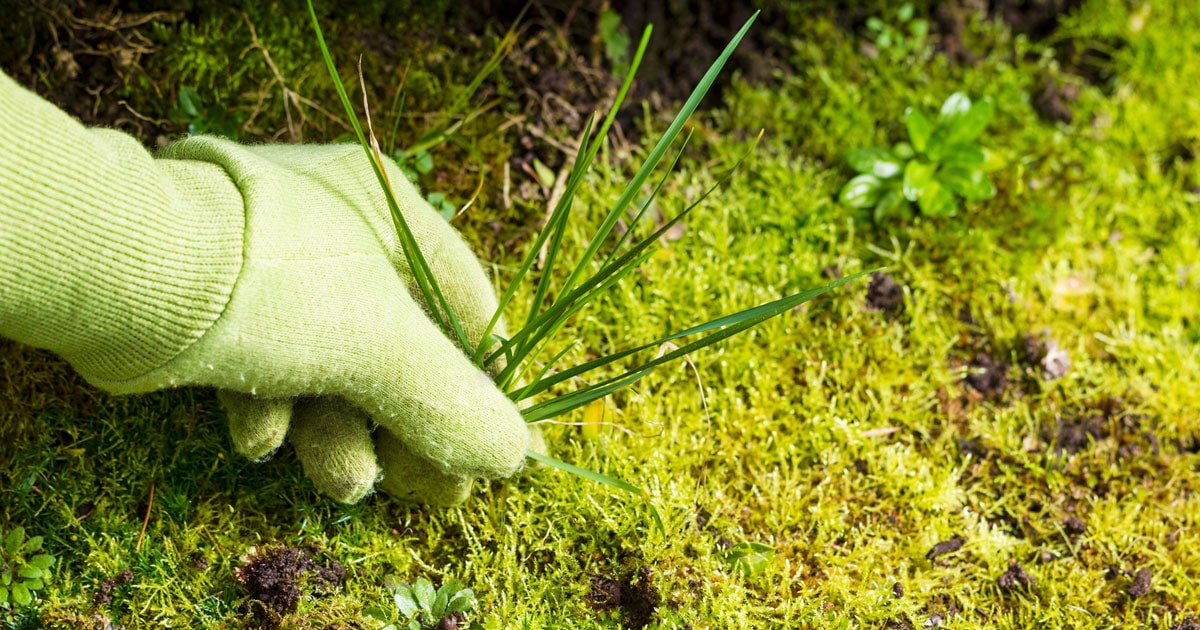 چگونه علف هرز باغچه را از بین ببریم؟