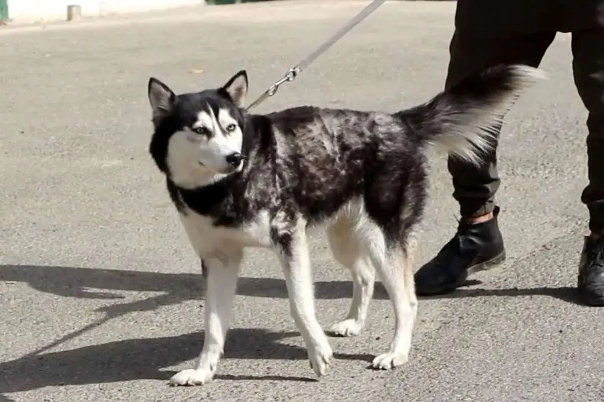 با دستور دادستان عمومی و انقلاب مرکز فارس ” سگ گردانی ” در استان ممنوع شد