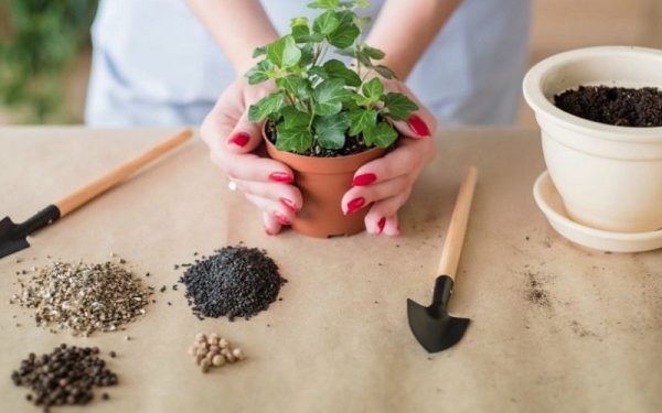 بهترین کود برای گیاهان آپارتمانی