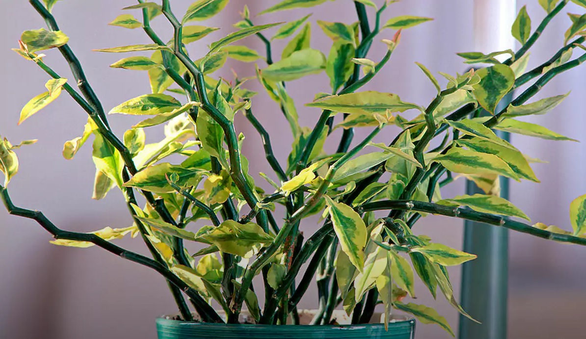 علت ریزش برگ‌های پدیلانتوس و شل شدن ساقه آن چیست؟