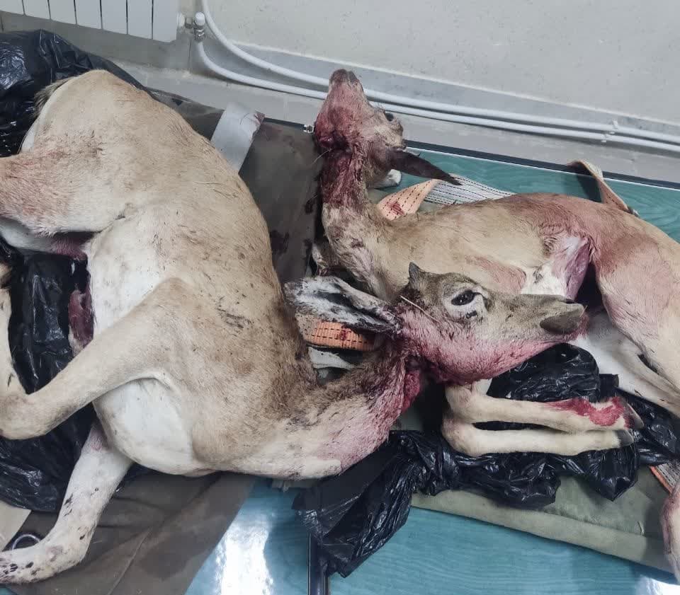 قاتل دو بره‌میش در بختگان دستگیر شد؛ کشف جزئیات جدید از تلفن همراه مرد حیوان‌کش