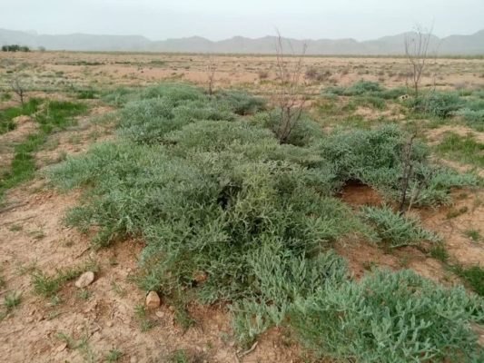 آنغوزه 1