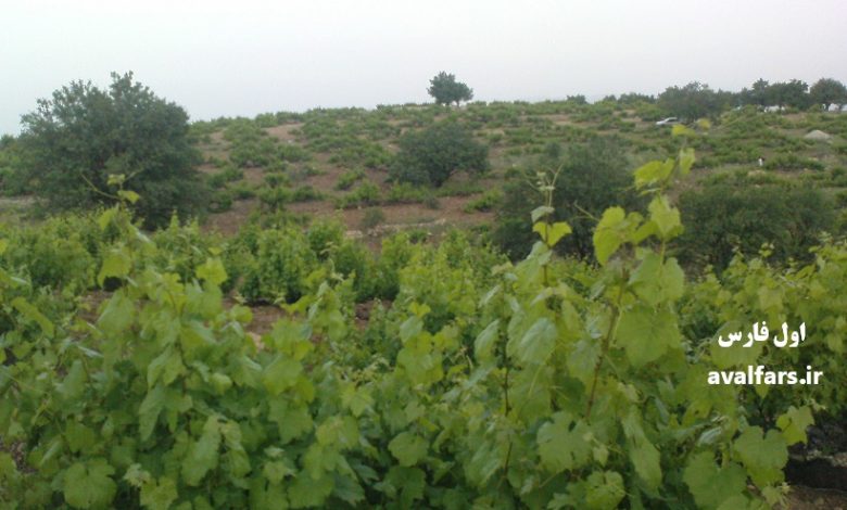انگور دیم باغداران دشمن‌زیاری