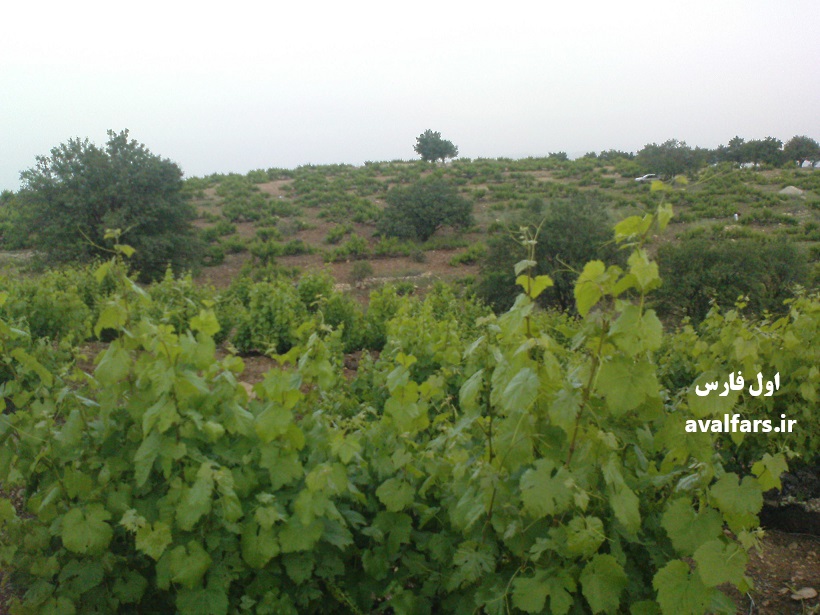 غارت هزاران تن غوره و انگور دیم باغداران دشمن‌زیاری توسط دلالان(+فیلم)