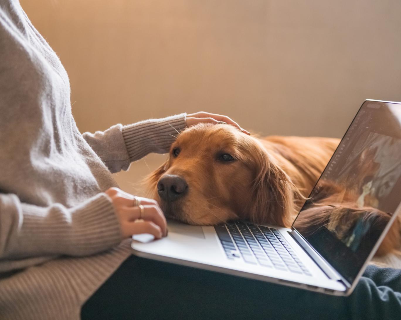 استرس شغلی صاحبان، سگ‌ها را هم مضطرب می‌کند!