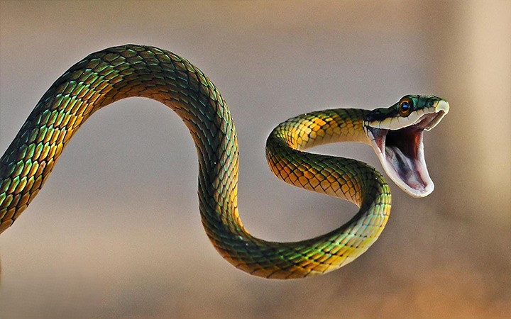 مار