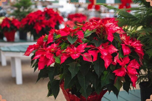 Poinsettia A Complete Guide to Care and Cultivation in Apartments 1