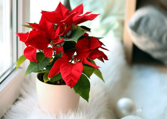 Poinsettia A Complete Guide to Care and Cultivation in Apartments 2
