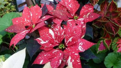 Poinsettia A Complete Guide to Care and Cultivation in Apartments 3