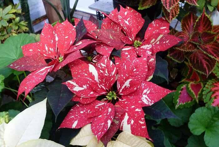 Poinsettia A Complete Guide to Care and Cultivation in Apartments 3