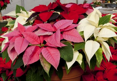 Poinsettia A Complete Guide to Care and Cultivation in Apartments 4