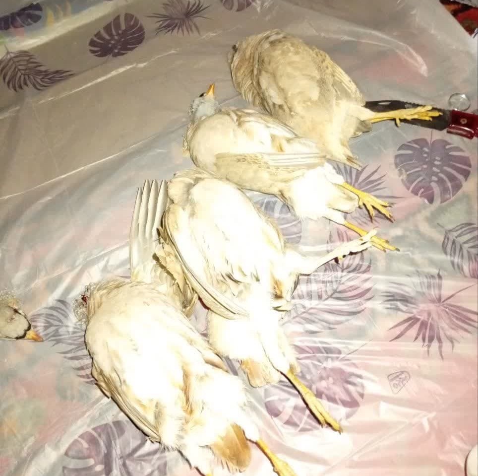 دستگیری سه «جنایتکار حیوان‌کش» در فراشبند؛ لاشه قوچ و میش وحشی کشف شد