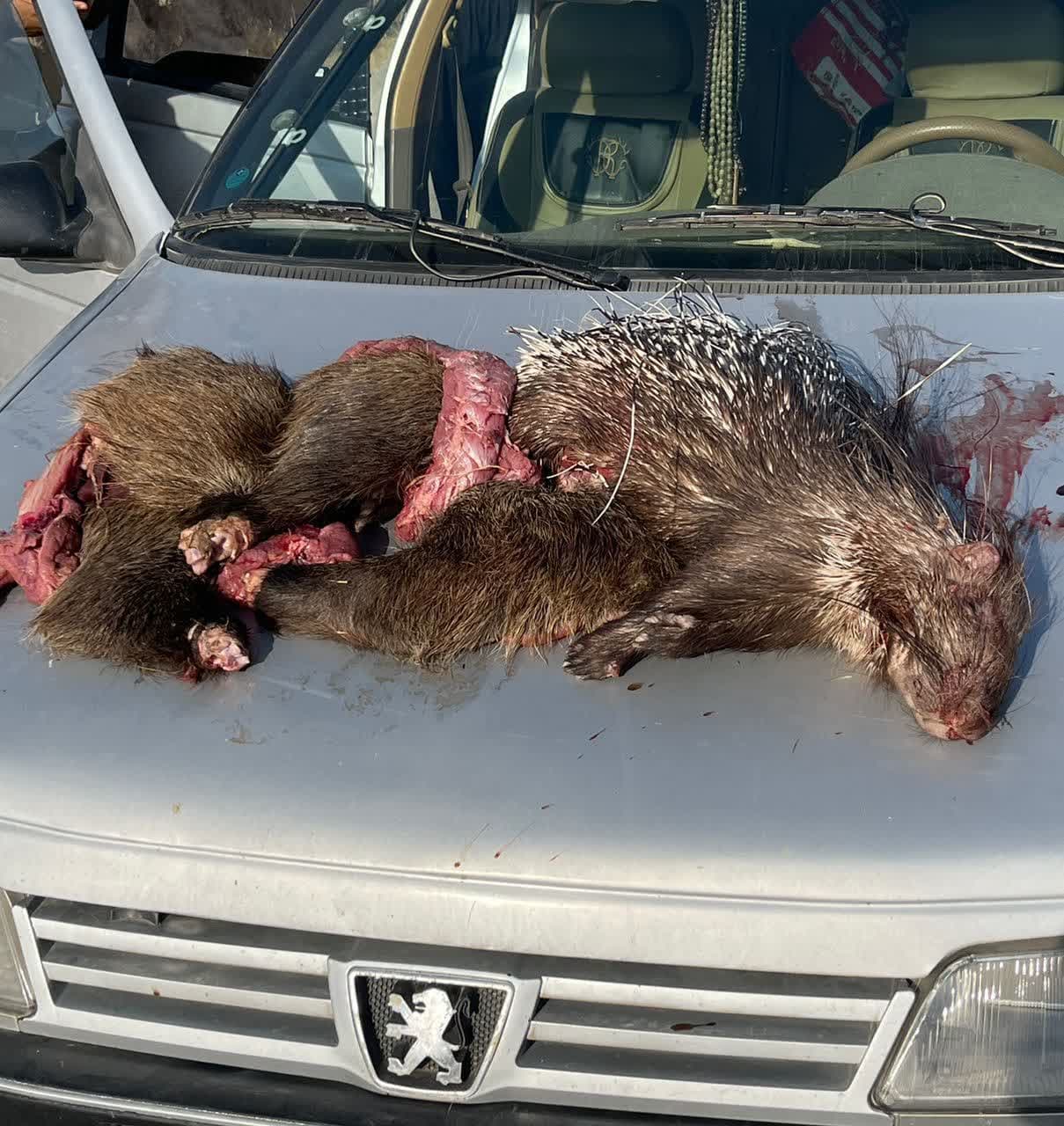 دستگیری دو شکارچی غیرمجاز گراز و تشی در منطقه حفاظت‌شده کوه سرخ کازرون