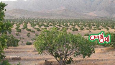 انجیر دیمفارس