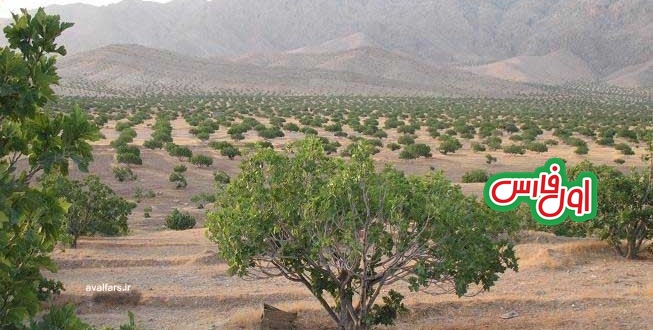 انجیر دیمفارس