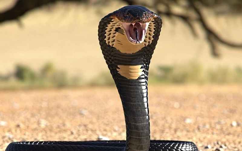 بازگشت پرونده قتل پسر جوان با “سم مار” به دادسرا