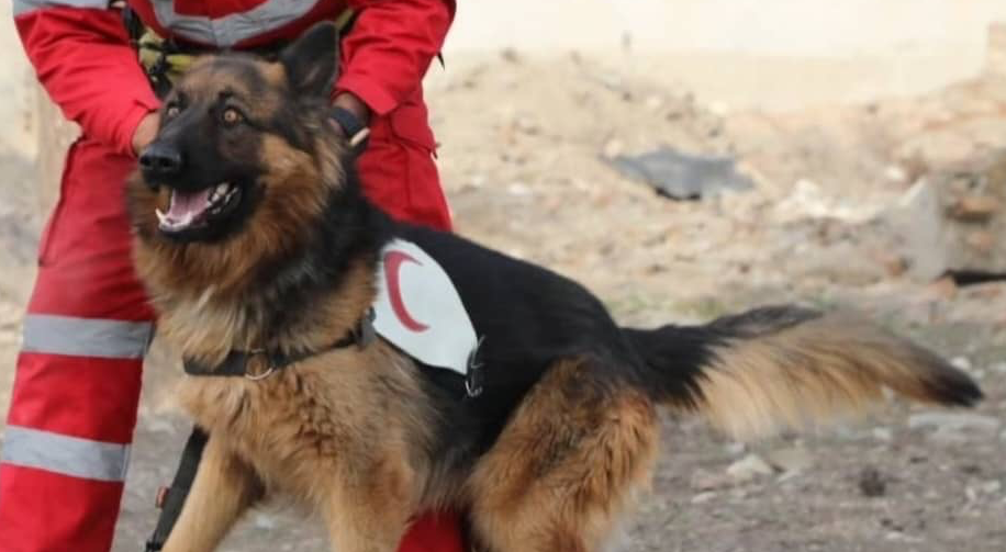 ناگفته‌های هیرو سگ وفادار شیرازی در روزهای پرتلاطم جنگ ۱۲ روزه +عکس