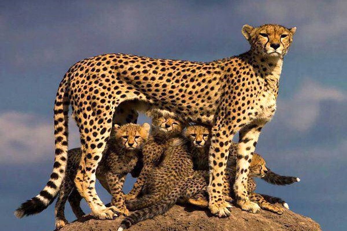 تصویر کم‌نظیر پلنگ ایرانی در کوه سادول فارس(+ویدئو)