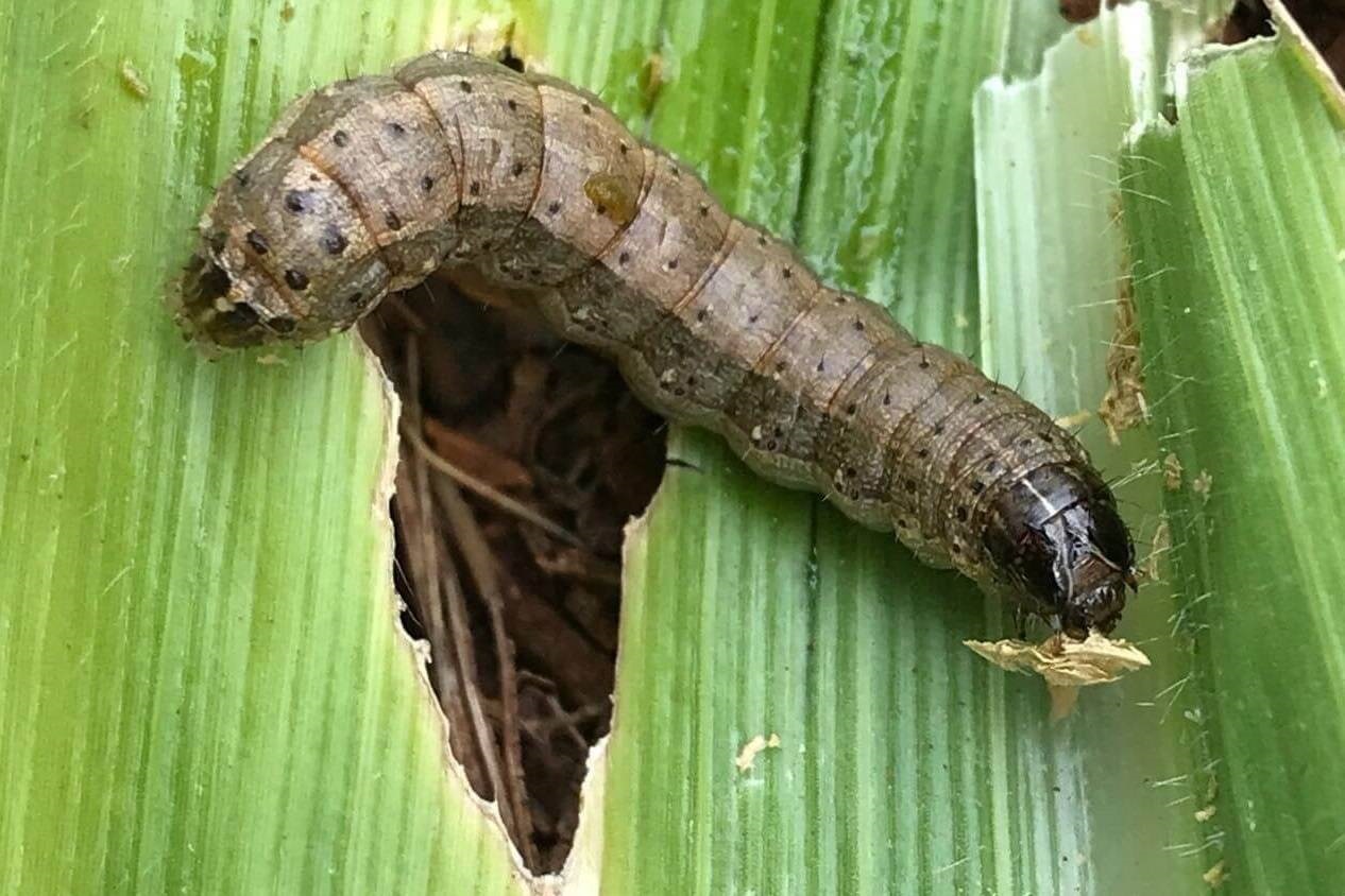 آفت برگ‌خوار در کمین ۵ هزار هکتار مزارع زرین‌دشت