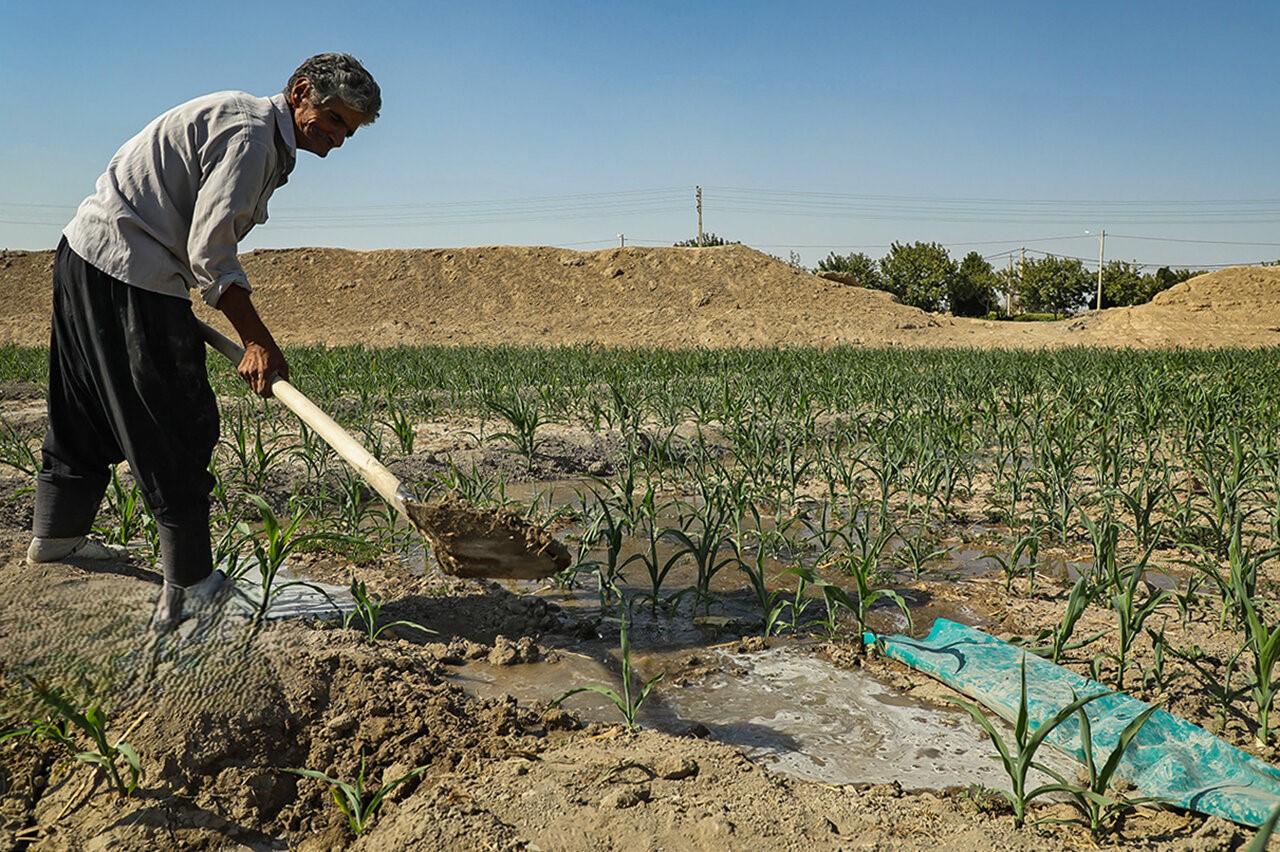 کشاورزی استهبان در خطر خشکسالی: کاهش ۵۰ درصدی تولید انجیر و ۴۰ درصدی گل محمدی