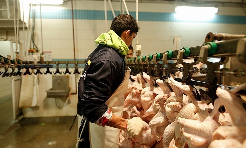 کشتارگاه مرغ در فارس ۱۵ میلیارد جریمه نقدی شد