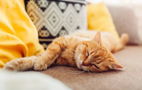 The Ultimate Guide to DIY Sofa Cleaning 5
