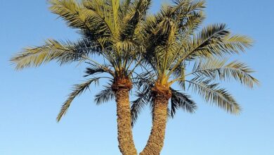 Twin Palm Chahvarz نخل دوقلو، چاهورز panoramio
