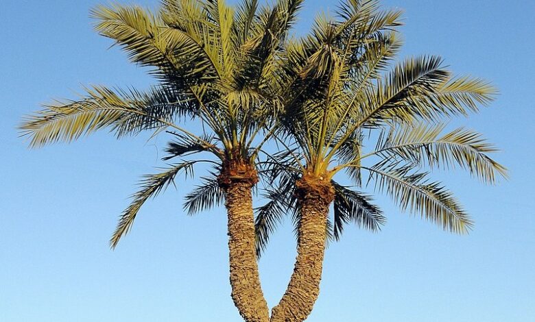 نخل دوقلو،زیباترین درخت خرمای جهان در فارس 1 Twin Palm Chahvarz نخل دوقلو، چاهورز panoramio