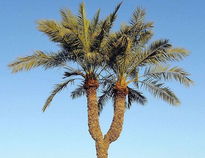 نخل دوقلو،زیباترین درخت خرمای جهان در فارس