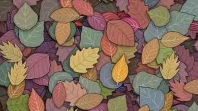 find hidden frog optical illusion