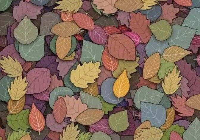 find hidden frog optical illusion