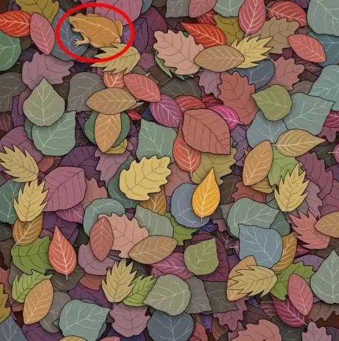 find hidden frog optical illusion answer 3