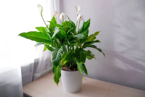 اسپاتی فیلوم Peace Lily