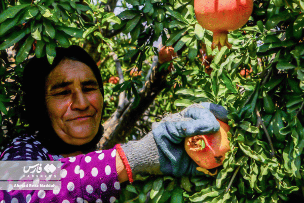 انار کهمره سرخی 1