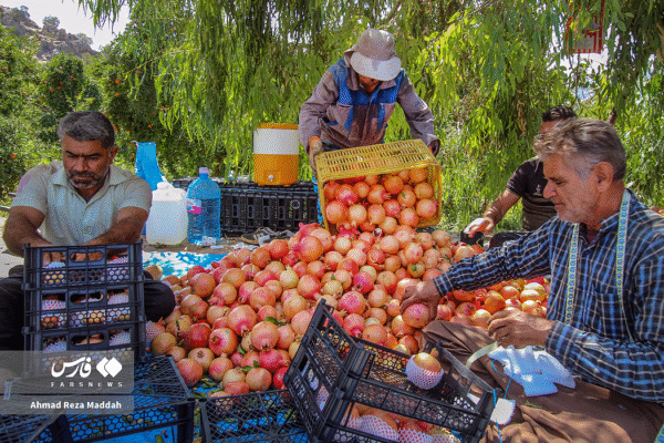 انار کهمره سرخی 10