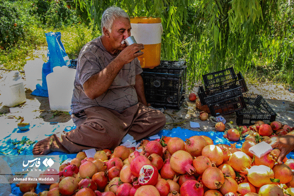 انار کهمره سرخی 13