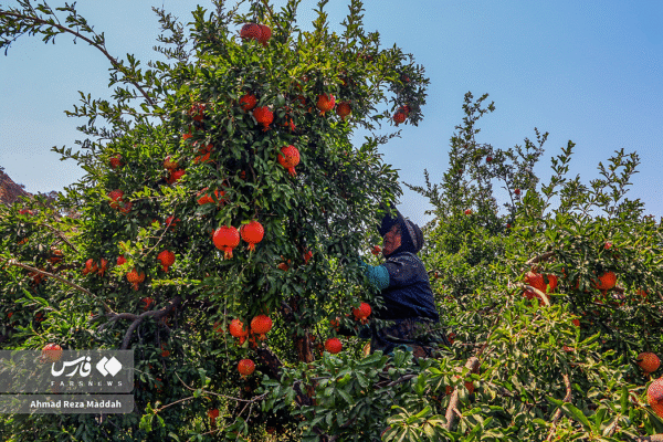 انار کهمره سرخی 14