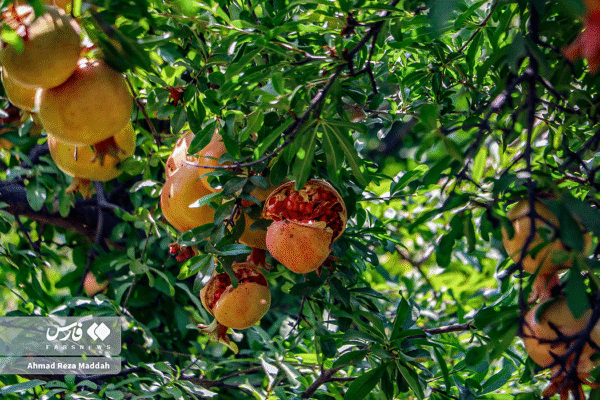 انار کهمره سرخی 19