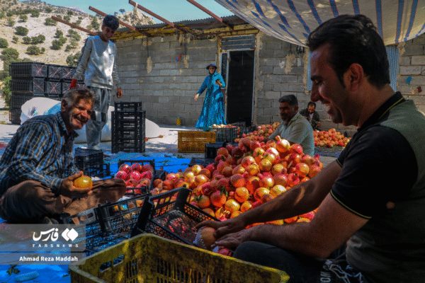 انار کهمره سرخی 4