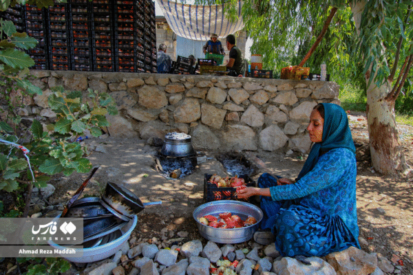 انار کهمره سرخی 5