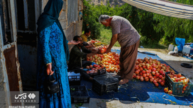 انار کهمره سرخی 7