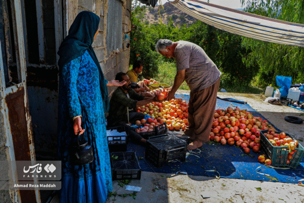 انار کهمره سرخی 7