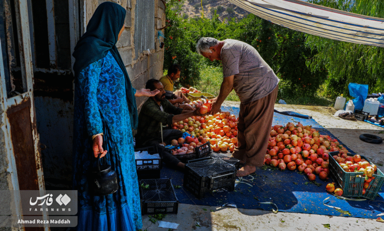 انار کهمره سرخی 7