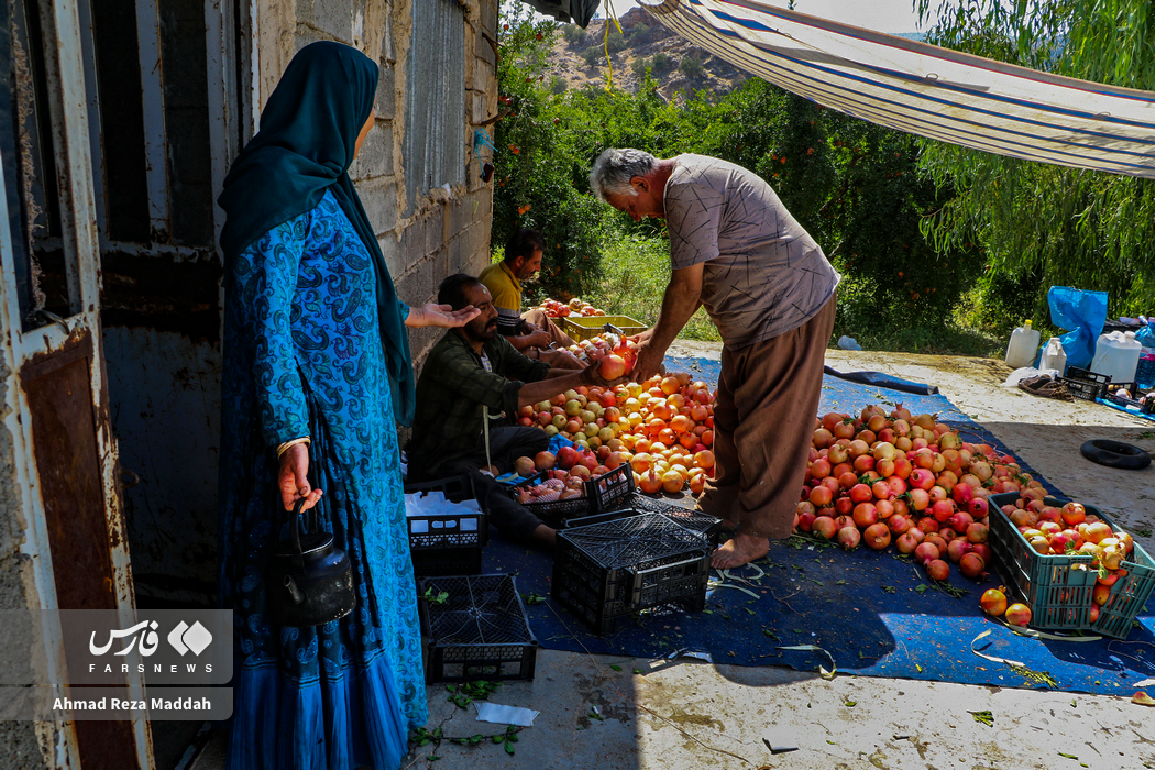 انارچینی، آیین پاییزی در دل کوهستان کُهمره سُرخی
