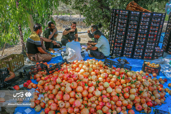 انار کهمره سرخی 8