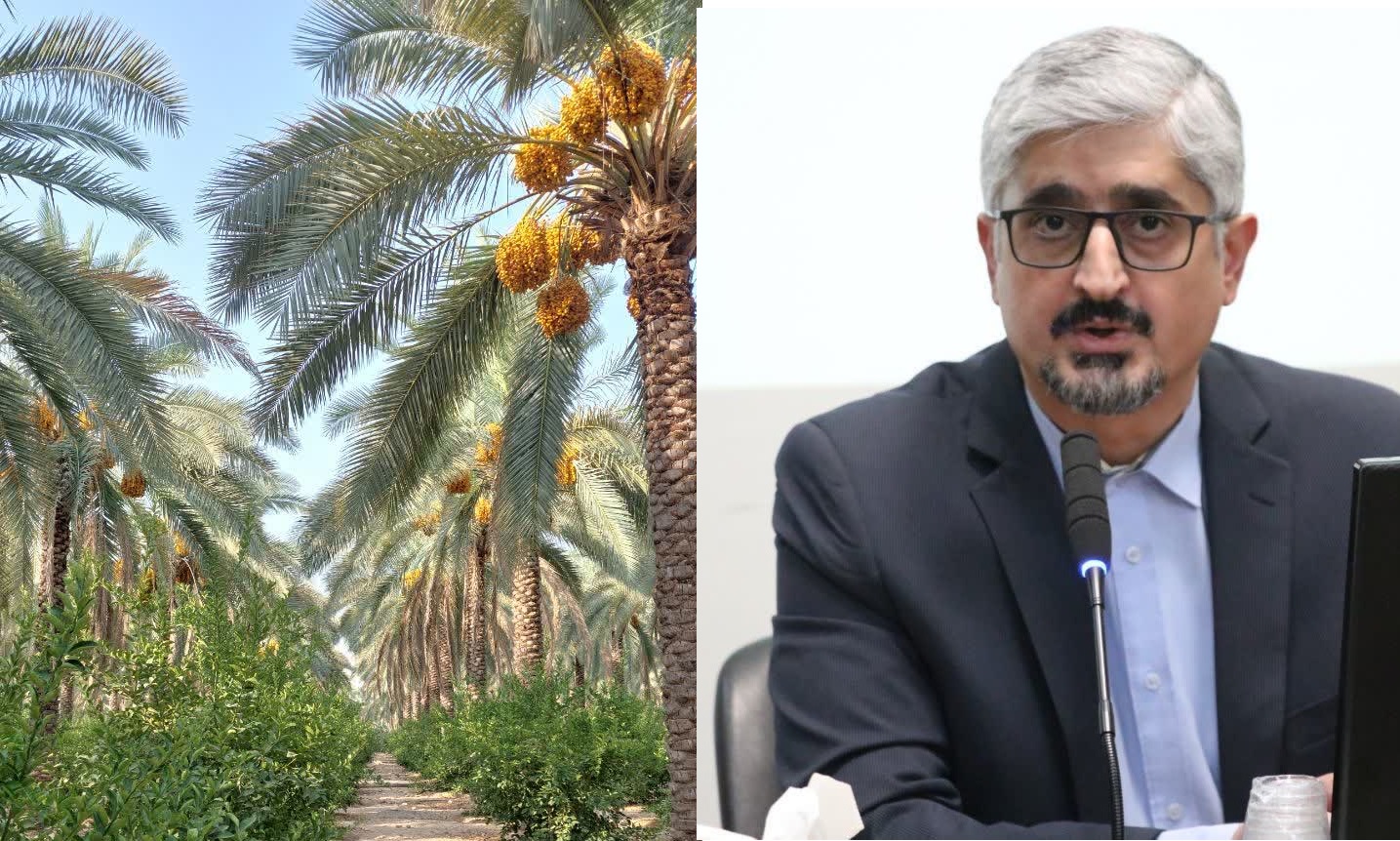 سرپرست جهاد کشاورزی فارس: کشت بافتی خرمای مجول، گامی بلند برای رونق اقتصادی منطقه است