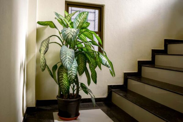 دیفن باخیا Dumb Cane