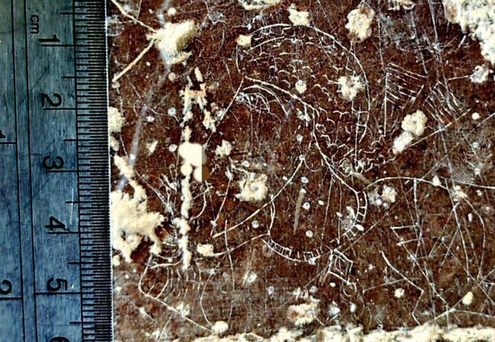 کشف کوچک‌ترین سنگ‌نگاره ساسانی با نقش یک بزرگ‌زاده در مرودشت