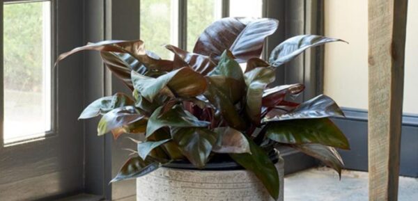 فیلودندرون شاهزاده سیاه Black Prince Philodendron